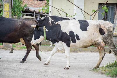 Cows standing in a horse