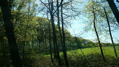 Trees growing on field