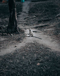 View of an animal on ground