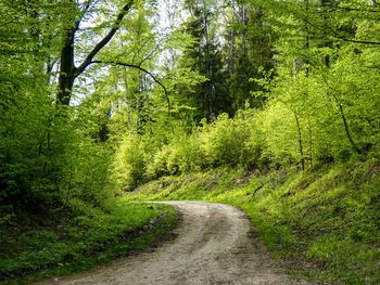 Dirt road in forest 