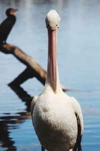 Close-up of pelican on lake