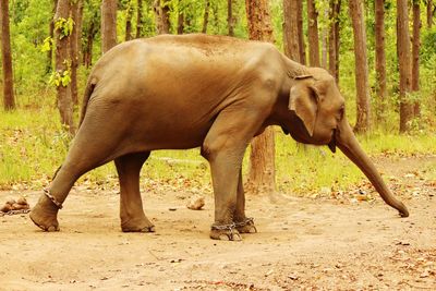 View of elephants on tree trunk