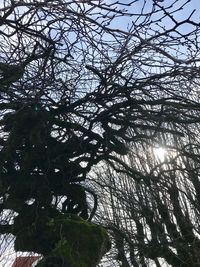 Low angle view of silhouette tree against sky