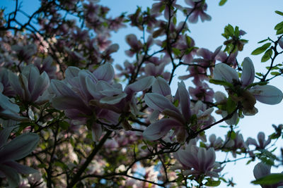 Low angle view of cherry blossoms in spring