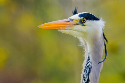 Close-up of a bird