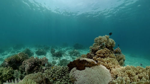 View of fish swimming underwater