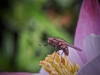 Close-up of insect on purple flower