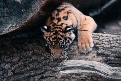 Cat resting in a zoo