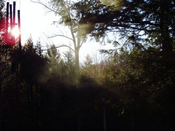 Sun shining through trees