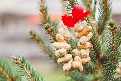 Peanut ring with red ribbon - handmade decoration on christmas tree. diy decoration ideas