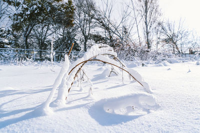 Snow covered land and trees on field