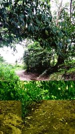 Plants growing by trees