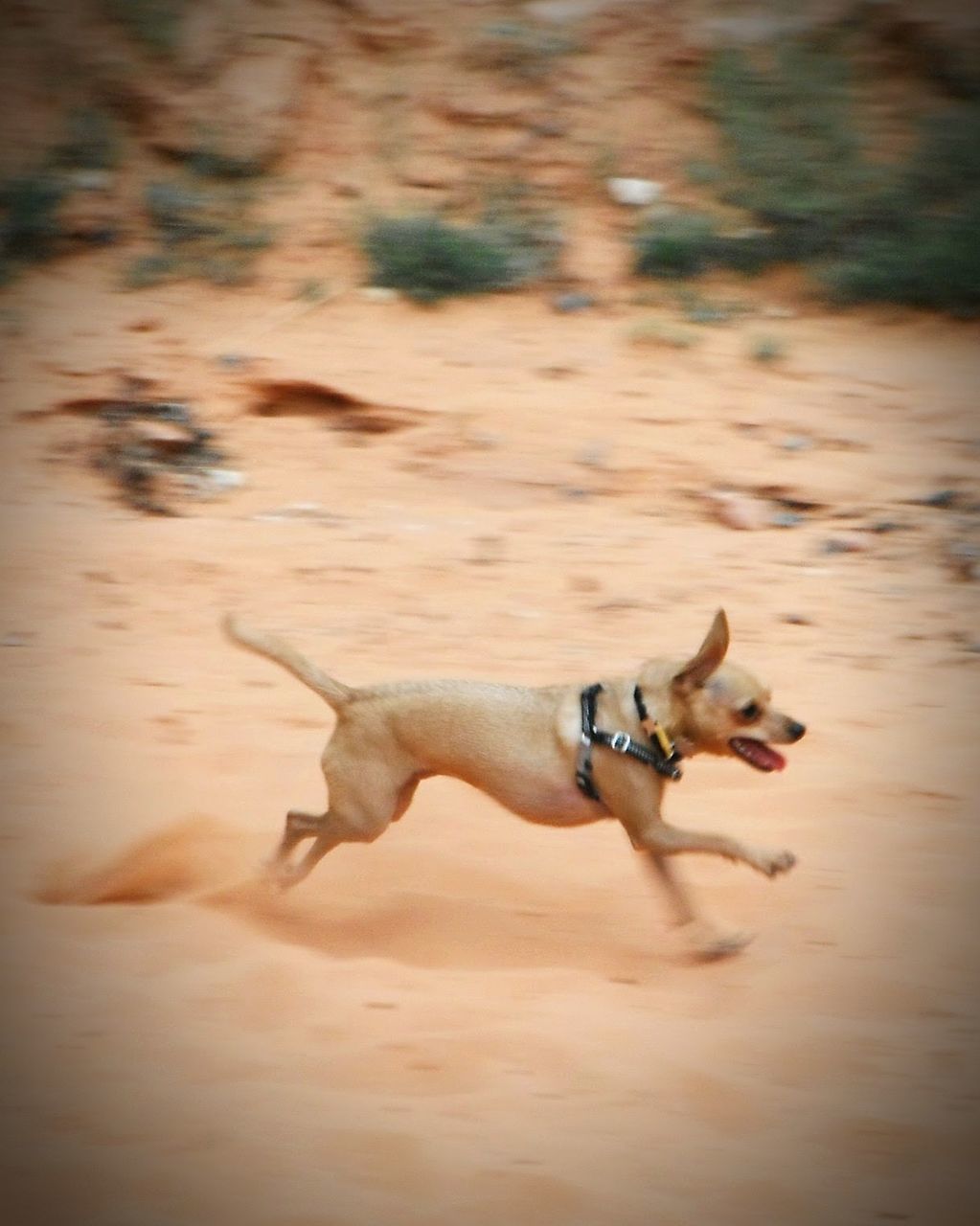 HIGH ANGLE VIEW OF DOG RUNNING IN MOUTH