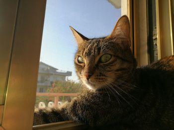 Portrait of cat sitting at home