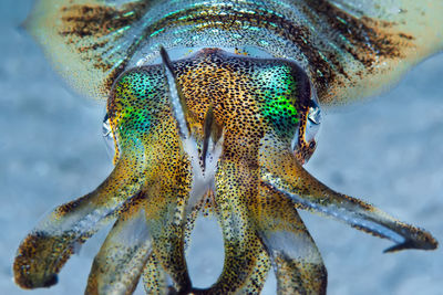 Close-up of coral in sea