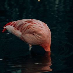 animal themes