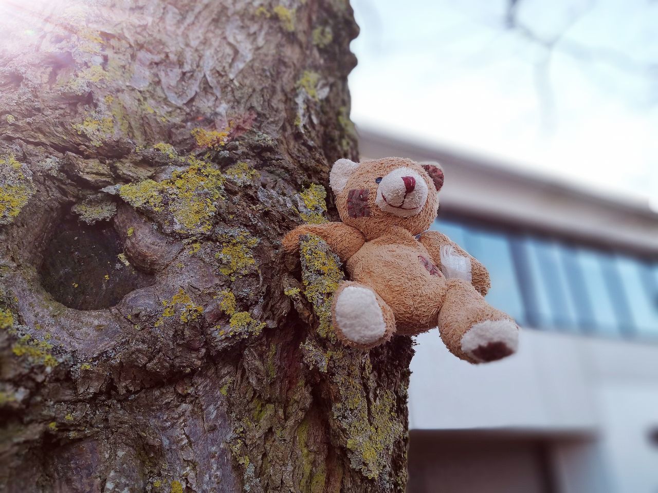 focus on foreground, no people, nature, tree trunk, tree, day, close-up, outdoors, stuffed toy, sky
