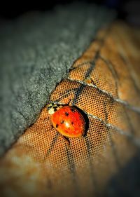 Close-up of ladybug on leaf