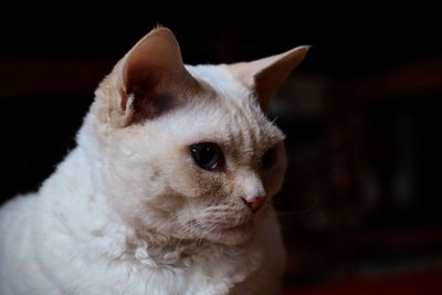 Close-up portrait of cat