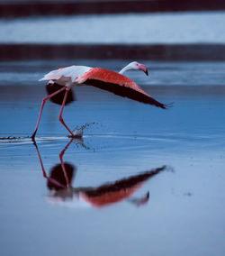 Flamingo ready to fly