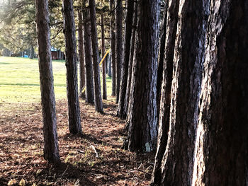 Panoramic shot of trees on field