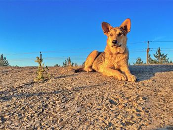 Portrait of a dog on land