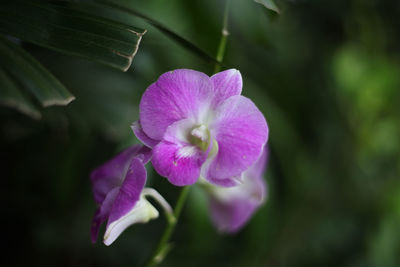 Close-up of purple flowering plant