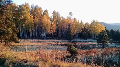 Trees by lake in forest against sky during autumn