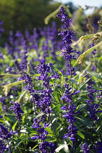 Close-up of purple flowering plants on field