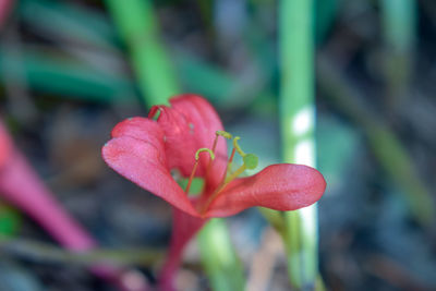 Close-up of pink rose flower