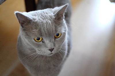 Close-up of cat looking away