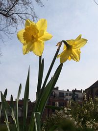 Close-up of yellow flowers against sky