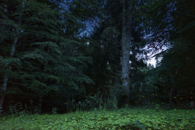 Trees in forest