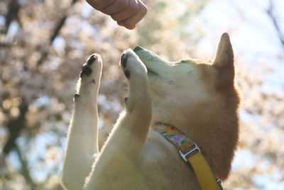 Shiba inu training standing on hind legs in park against blooming sakura and sun rays in background