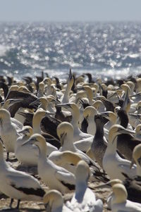 Flock of birds on beach against sky