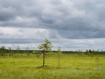 Scenic view of field against sky
