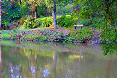 Scenic view of lake in forest