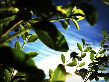 Low angle view of leaves on tree