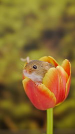 Close-up of a lizard