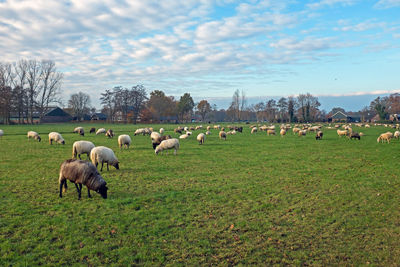 Flock of sheep grazing in field