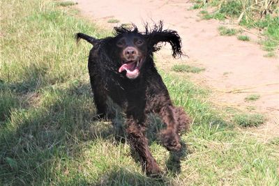 Portrait of brown dog running on field
