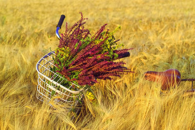 Close-up of flowering plant on field