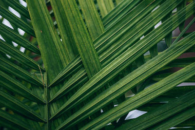 Full frame shot of palm leaves