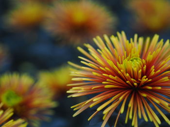 Close-up of yellow flowering plant