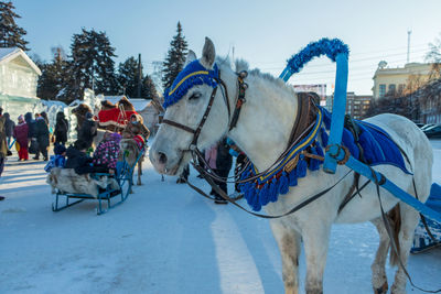 Horses on snow covered landscape