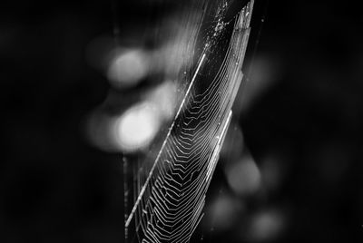 Close-up of spider web