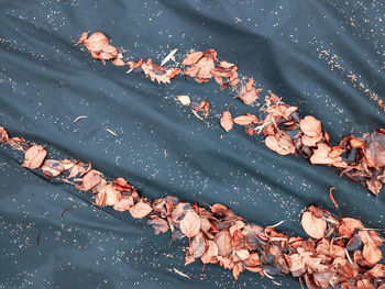 High angle view of dry leaves floating on water