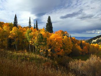 Autumn trees against sky