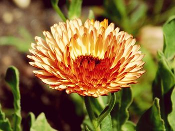 Close-up of flower blooming outdoors