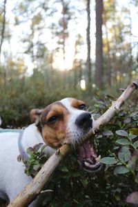 Close-up of dog biting wood